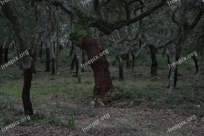 Cork Oaks Forest Nature Sardinia Landscape