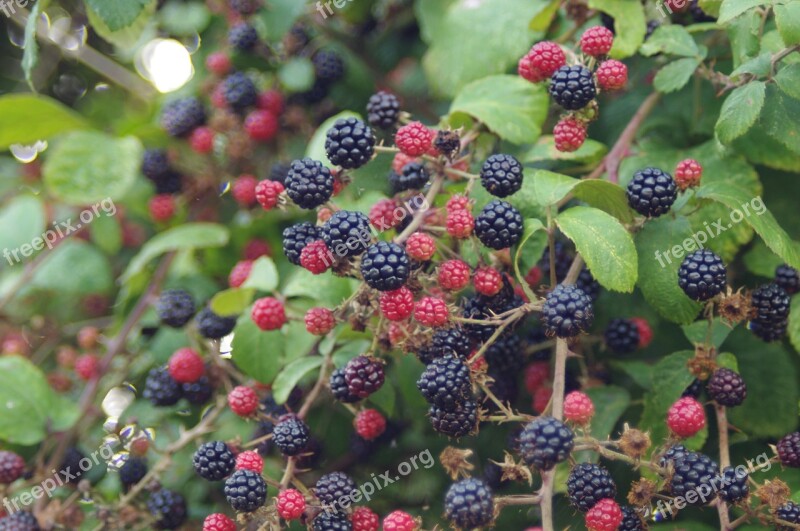 Blackberries Autumn Blackberry Ripe Berry