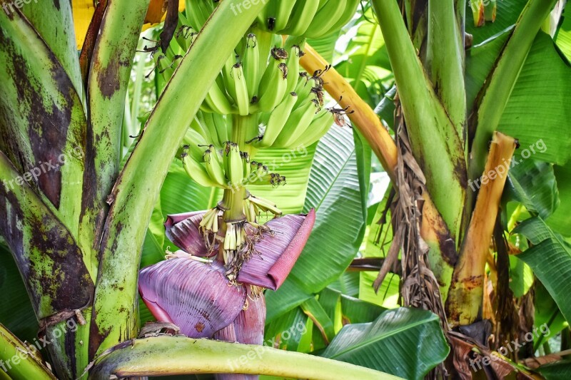 Banana Tree Banana Background Free Photos