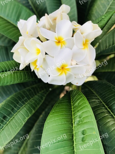 Flowers White Flowers Fragrant Flowers Yellow Gals Bouquets