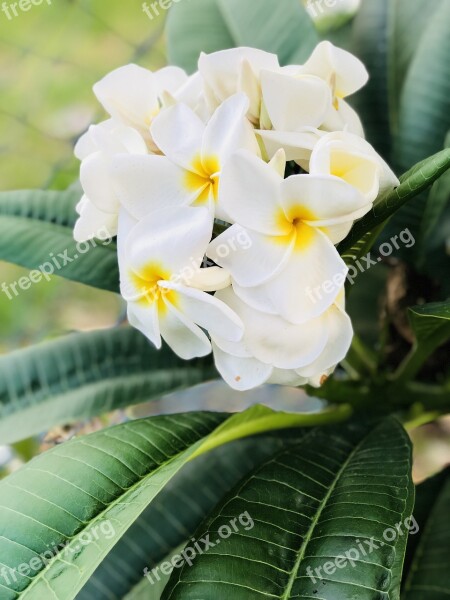 Flowers White Flowers Fragrant Flowers Yellow Gals Bouquets