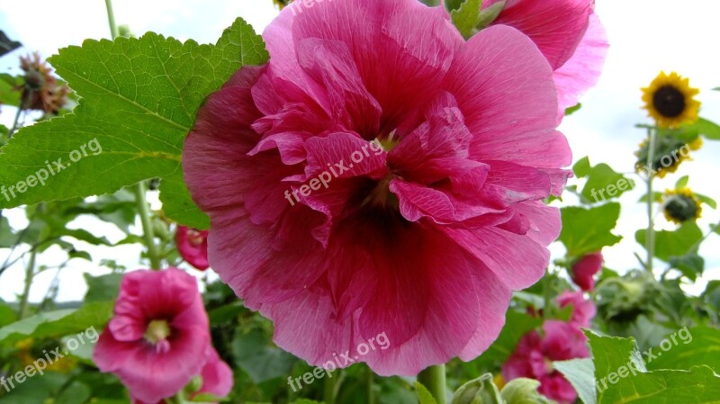 Malva Flowers Nature Pink Petals