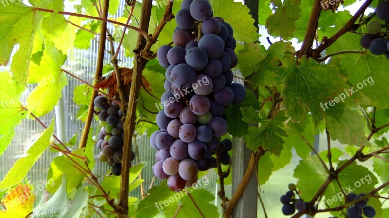 Nature Grapes Loza Fresh Sweet