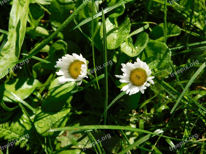 Daisy Flower Flowers Daisies Summer