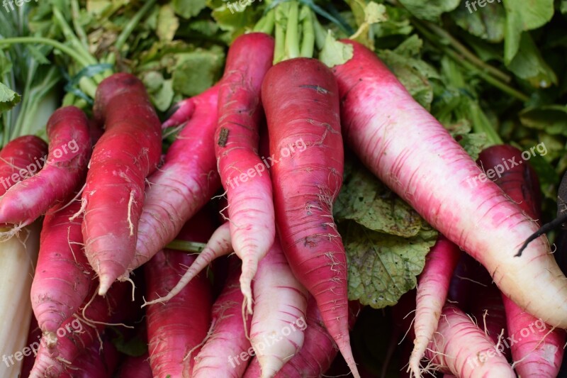 Radish Rotsak Vegetable Free Photos