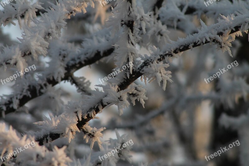 Iced Aesthetic Hoarfrost Frozen Cold