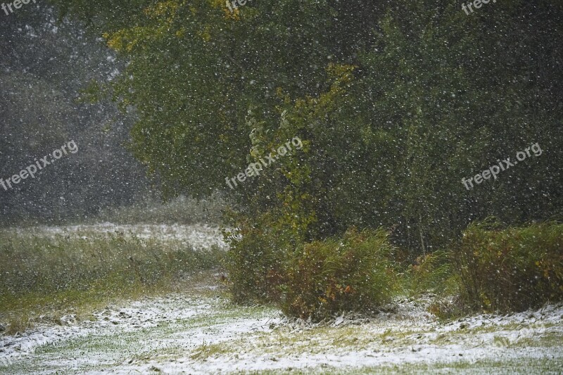 Snow Forest Snowflakes Summer Trees