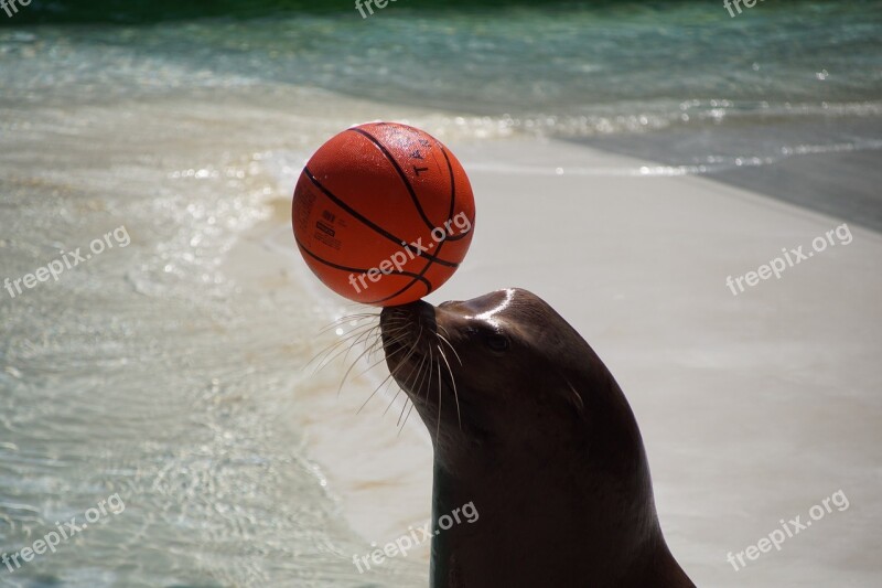 Foka Zoo Tresowanie Sea ​​lion Nature