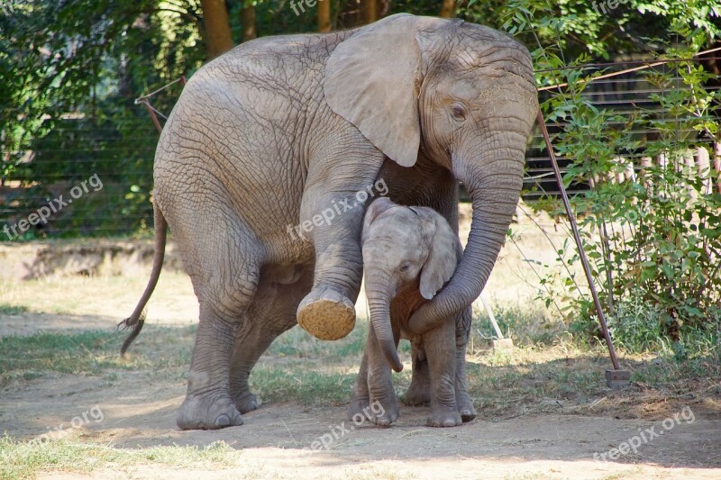 Elephant Elephants Nature Africa Safari