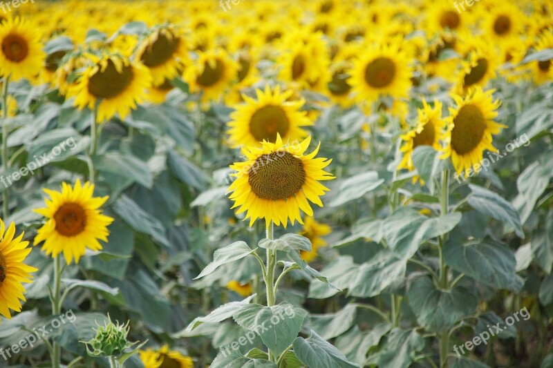 Sunflowers Słoneczki Field Agriculture Plant