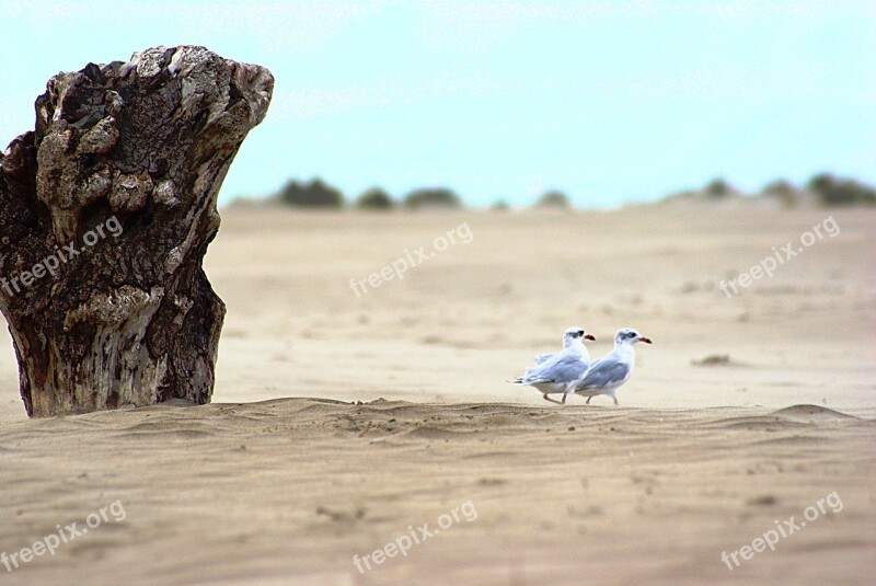 Sand Seagull Beach Trunk Tree