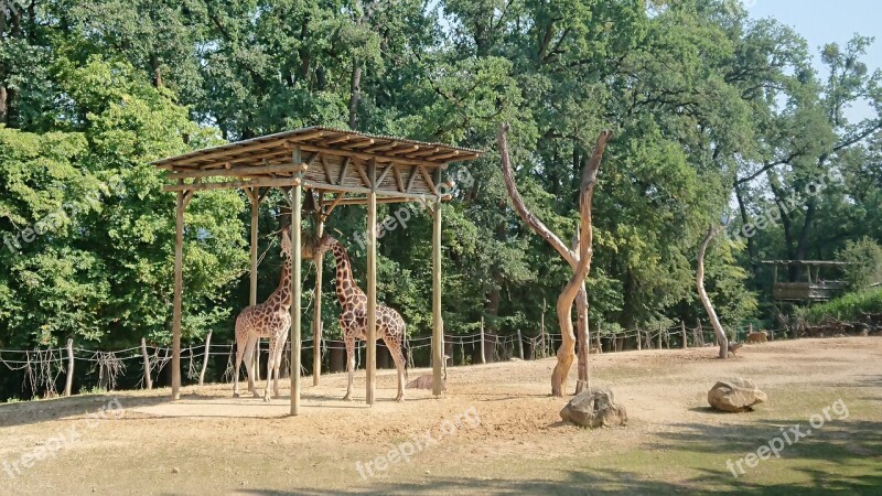 Giraffe The Zoo Garden Animal Safari