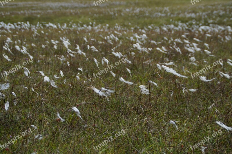 Cottongrass Blow Wind Grass Scotland