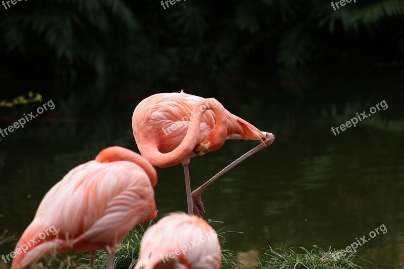 Flamenco Birds Flamingo Free Photos