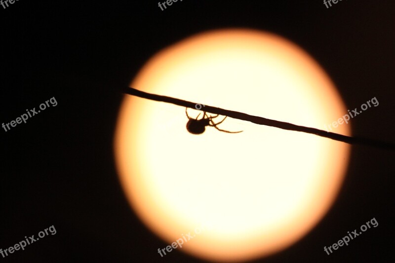 Spider Night Insect Nature Scary