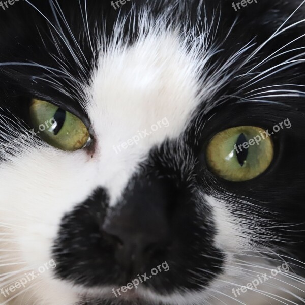 Macro Cat Tuxedo Cat Eyes Animals