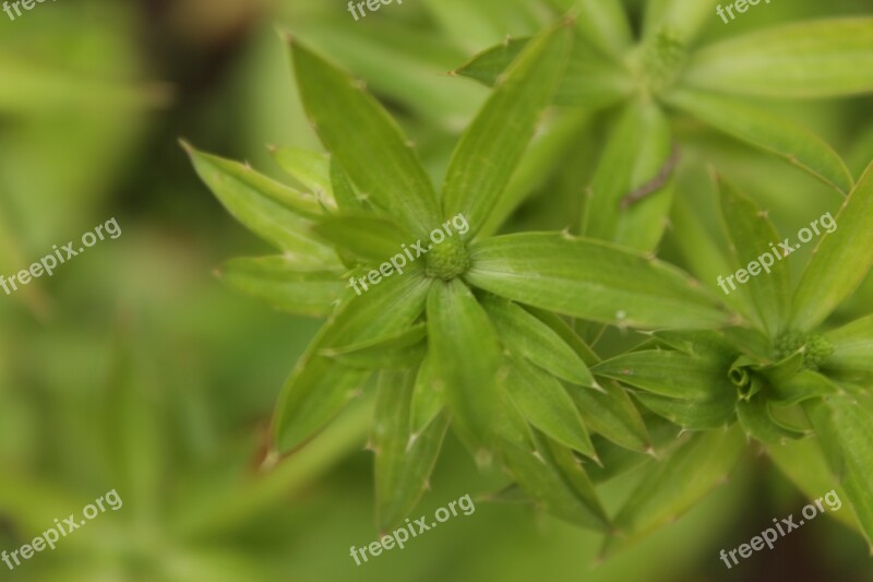 Green Coriander Plant Flower Nature