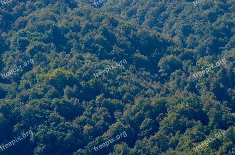 Mountain Forests Jungle Forest Wood Nature