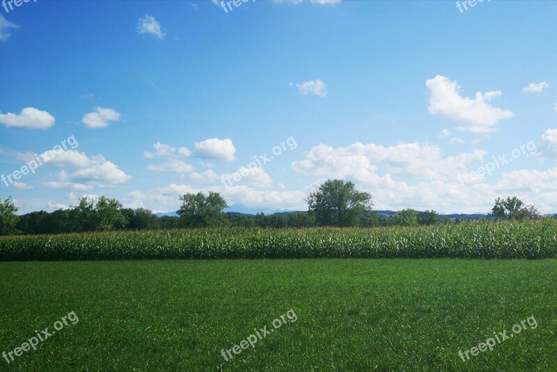 Meadow Grass Grass Surface Forest Edge Of The Woods