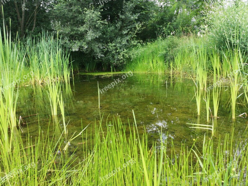 Pond Pools Waters Meadowlands Nature