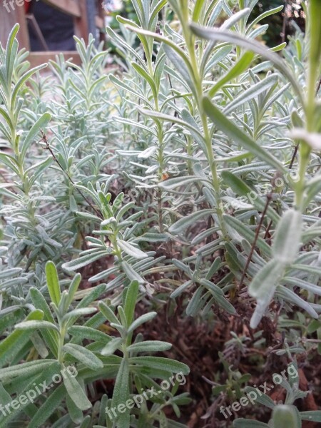 Lavender Plant Sage Green Herbs