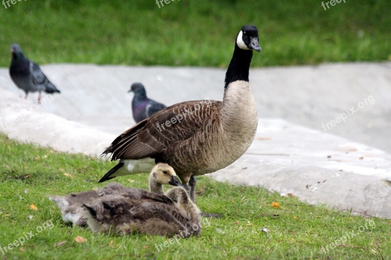 Goose The Canada Goose Branta Canadensis Bird Animal