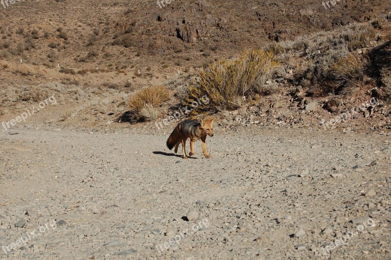 Fox Mendoza Mountain Argentina Landscape