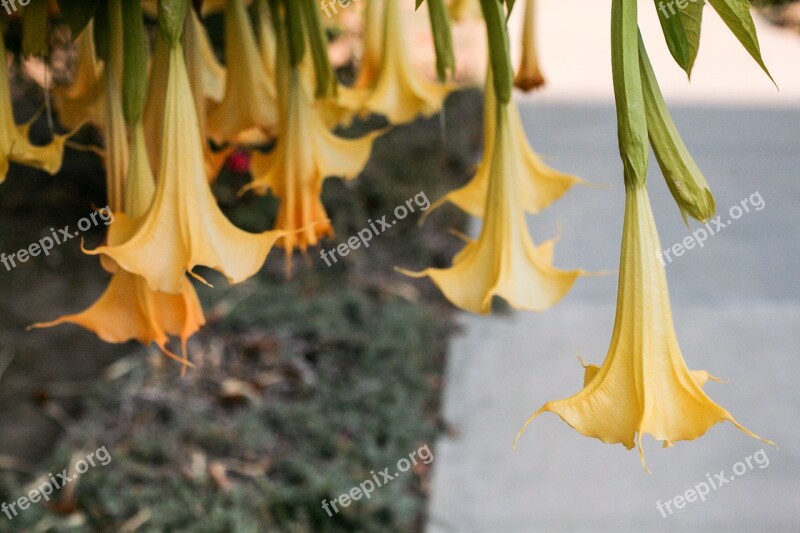 Flowers Leaves Ornamental Trees The Garden Free Photos