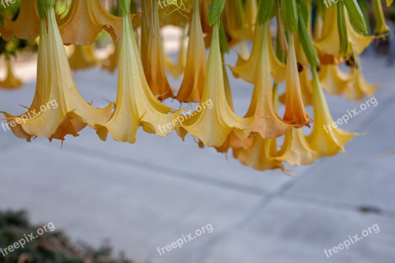 Flowers Leaves Ornamental Trees The Garden Free Photos