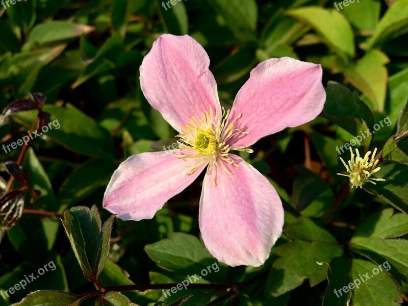 Flower Clematis Garden Pink Vierblättrig