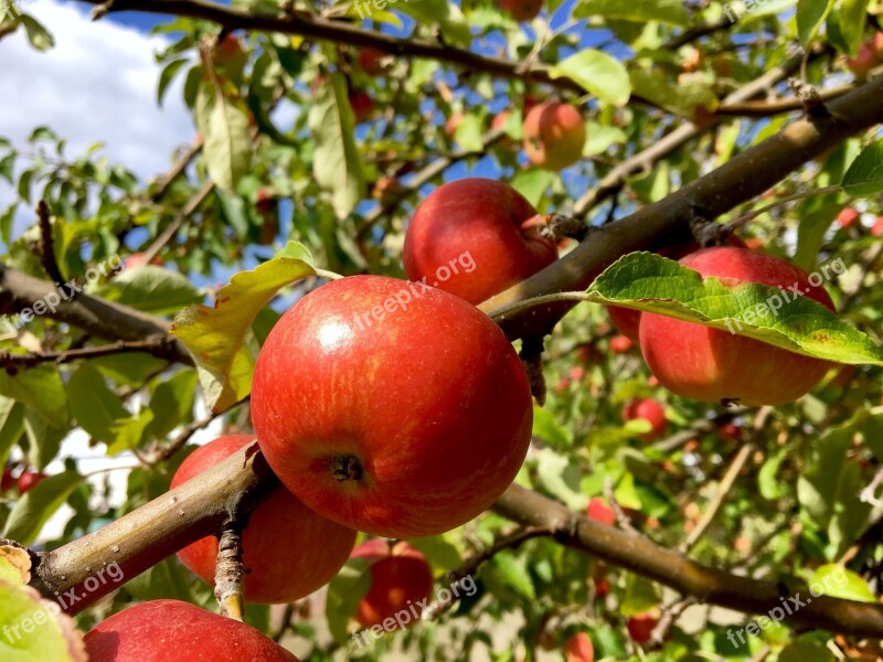 Apple Apple Tree Autumn Red Gloss