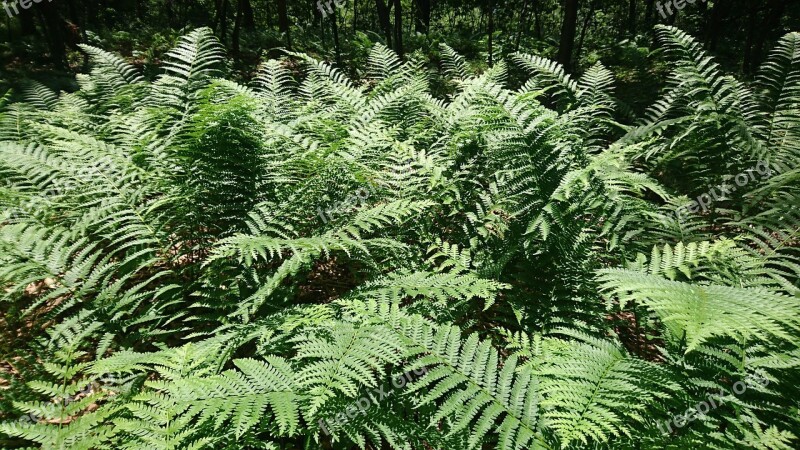 Fern Forest Green Summer Nature