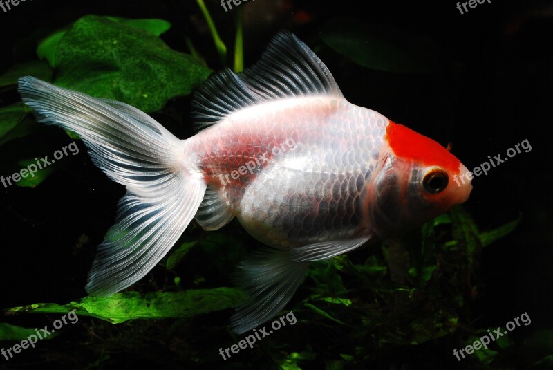 Goldfish Red Fish Fish Aquarium Free Photos