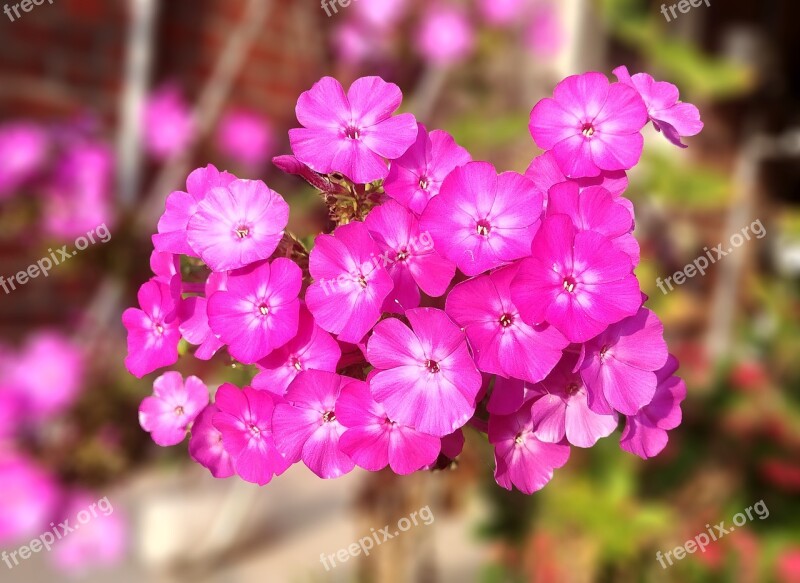 Phlox After So Flowers And Service Pink Sejong City