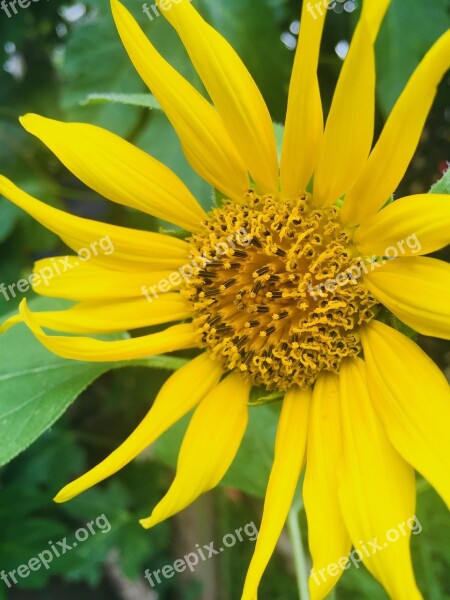 Sunflower Flora Yellow Bloom Flower