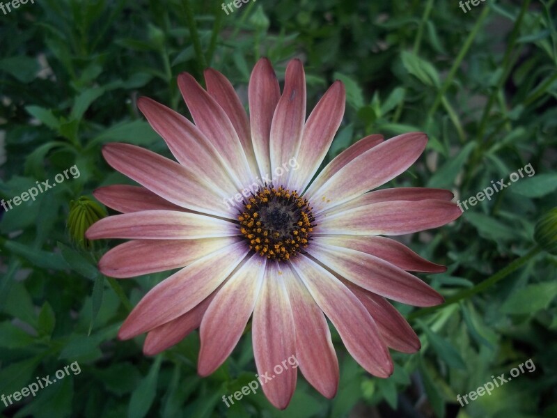 Daisy Burgundy Red Flower Summer