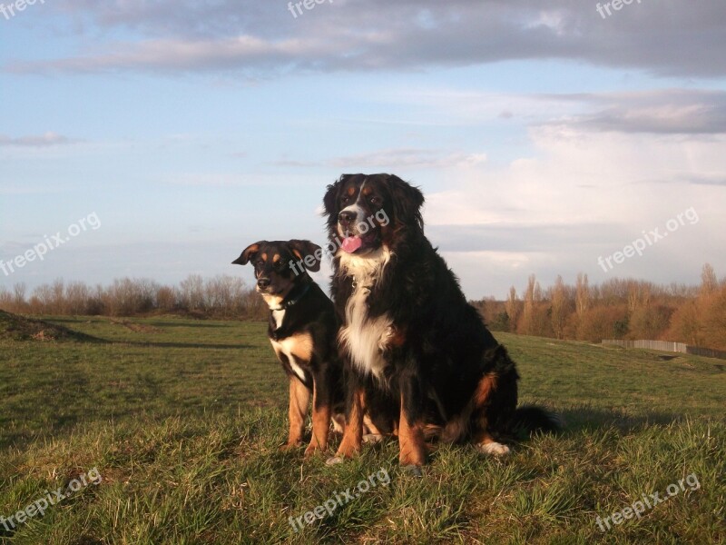 Berner Dog Good White Bib Pet