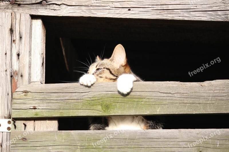 Cat Kitten Young Cat Mackerel Hiding Place