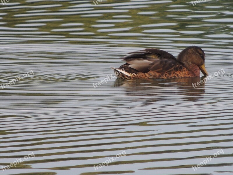 Duck Water Brown Nature Wild