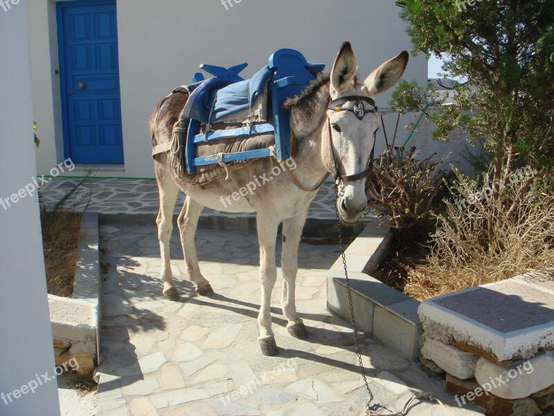 Greece Donkey Ios Free Photos