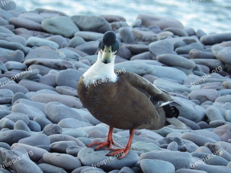 Quacky Duck On The Beach Cool Free Photos