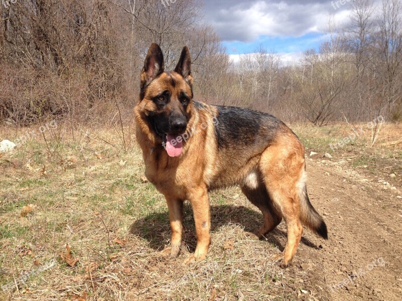 Dog German Shepherd Gsd Canine Purebred