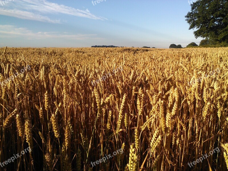 Wheat Field Agriculture Summer Wheat Crop