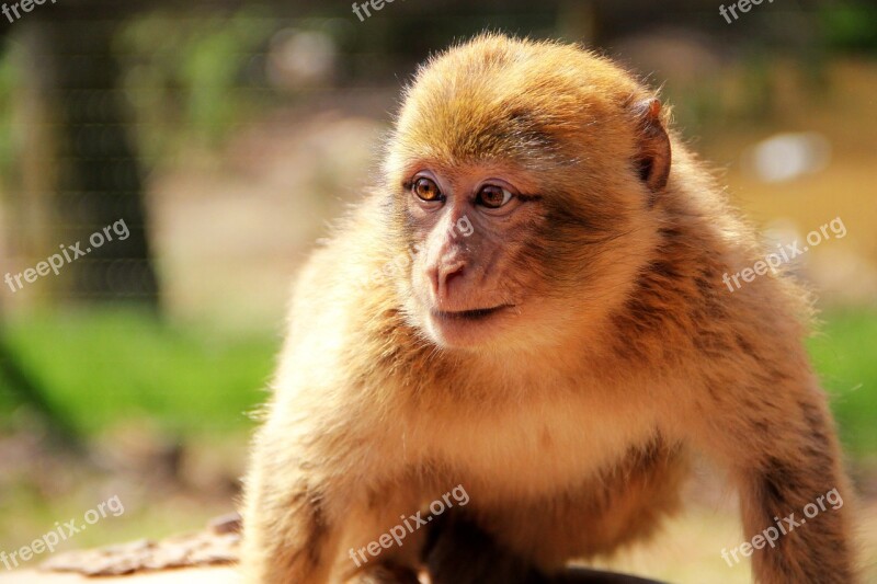 Monkey Nature Animal Wild Forest