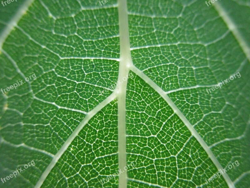 Leaf Nature Green Veins Macro