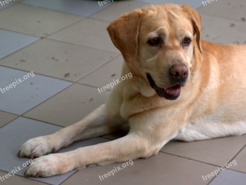 Labrador Dog Sad Retriever Animal