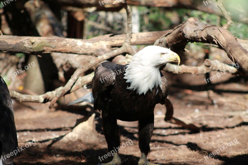 Bald Eagle America Eagle Bird Symbol