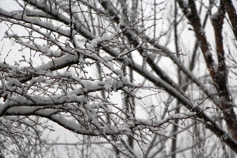 Snow Winter Snow Flower Wood Winter Tree