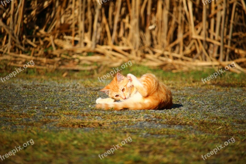 Cat Kitten Jump Mackerel Red Mackerel Tabby