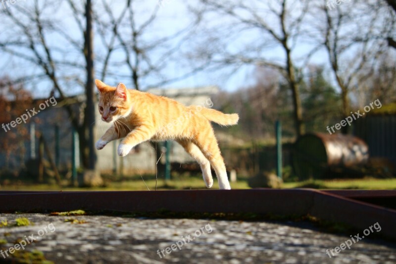 Cat Kitten Mackerel Red Mackerel Tabby Red Cat